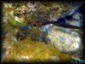 DSC02495 - zoom